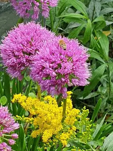 Annelies 05 Overvloed